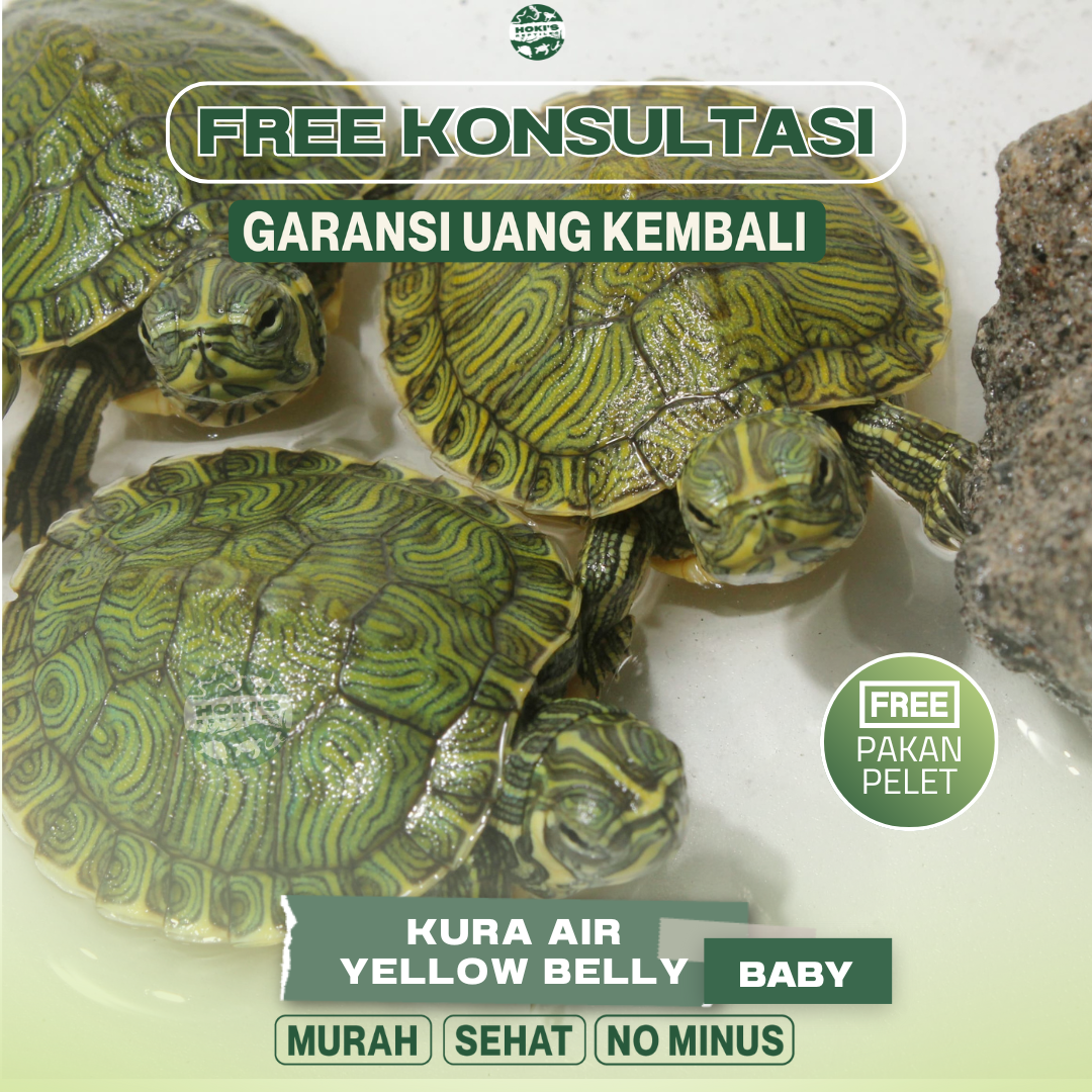 KURA AIR YELLOW BELLY