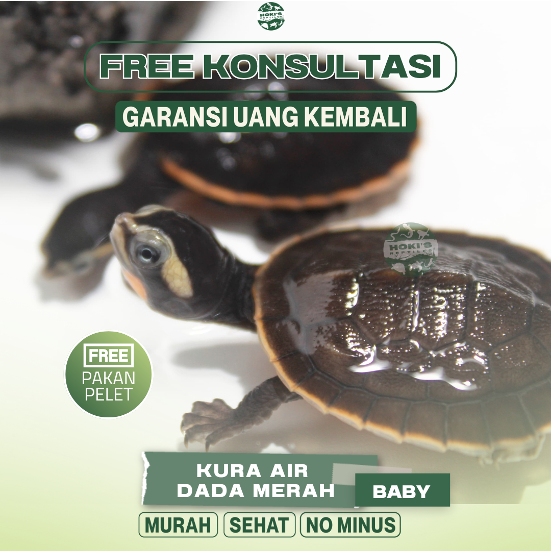 KURA AIR DAMER DADA MERAH