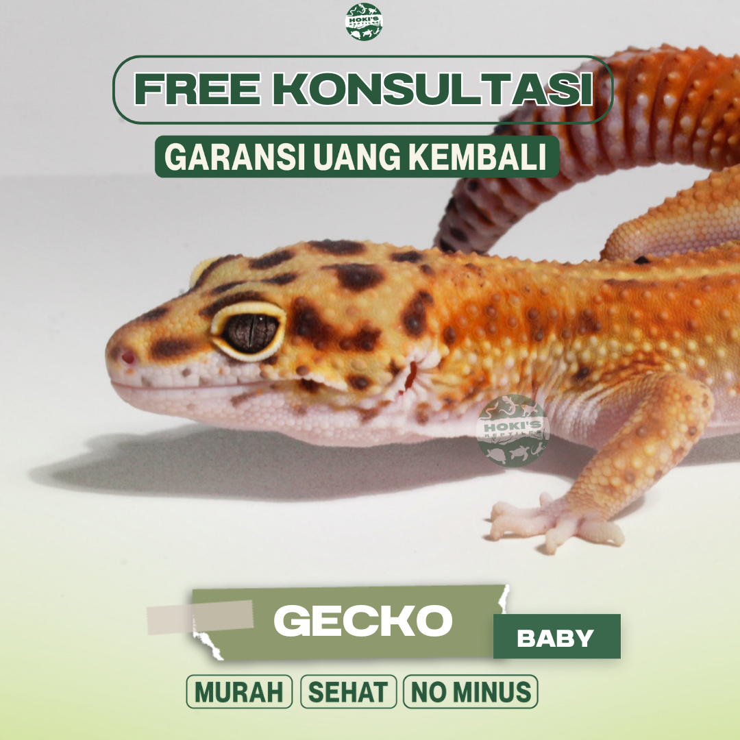 Gecko Baby