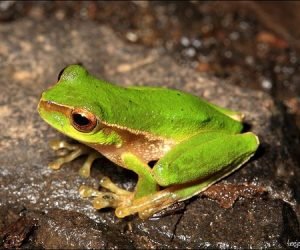 Cascade Tree Frog (Dryopsophus pearsoniana)