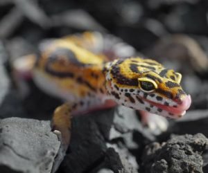 How Long Leopard Geckos Can Go Without Food (By Age) – Reptile Craze