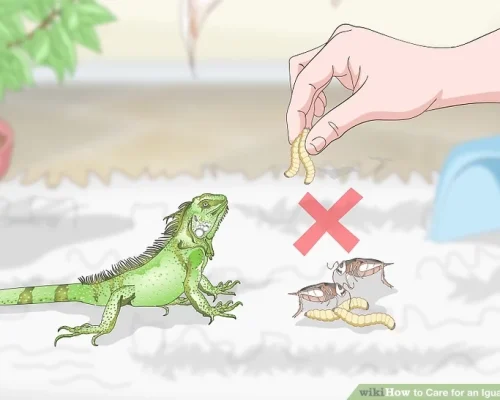 no-iguana