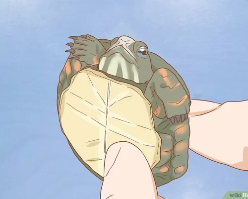 no-kura